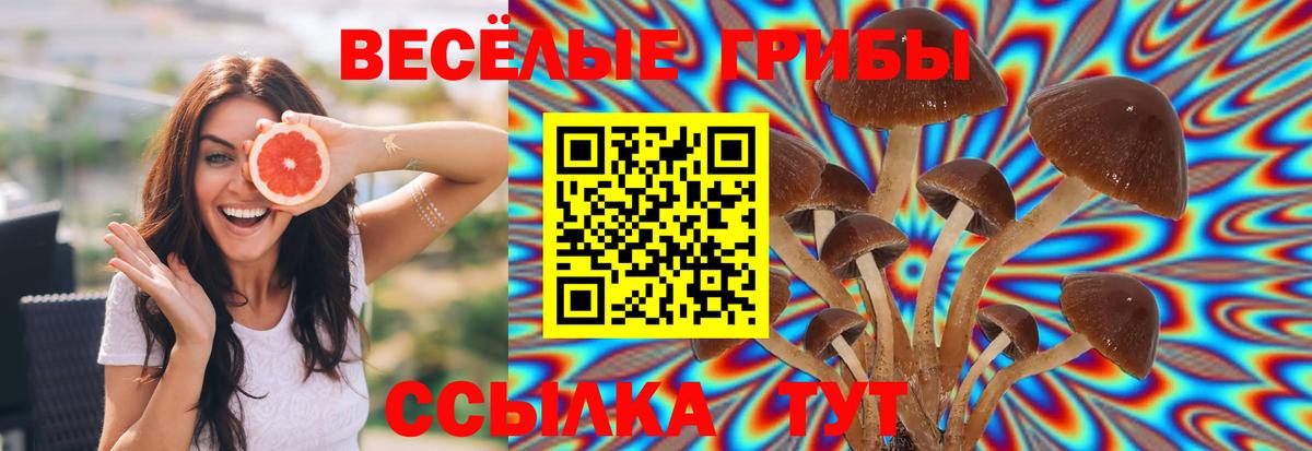 Псилоцибиновые грибы Psilocybine cubensis Сланцы